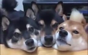 Three Dogs Do The Mlem! - Animals - VIDEOTIME.COM