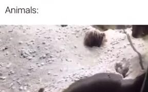 How Women Be Fighting With Each Other - Animals - VIDEOTIME.COM