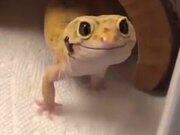 Gecko Has The Cutest Smile