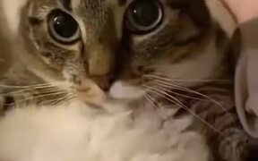 When The Cat Head Massager Just Isn't Good Enough - Animals - VIDEOTIME.COM
