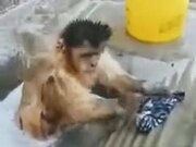 Even Monkeys Do Their Own Cleaning, Why Can't You