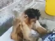 Even Monkeys Do Their Own Cleaning, Why Can't You