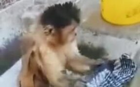 Even Monkeys Do Their Own Cleaning, Why Can't You - Animals - VIDEOTIME.COM