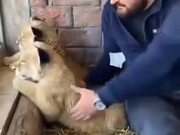 Lion Cubs Are Nothing But Oversized Kittens