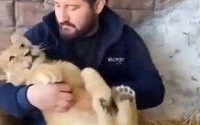 Lion Cubs Are Nothing But Oversized Kittens - Animals - VIDEOTIME.COM