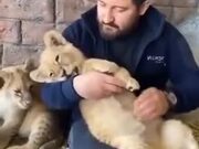 Lion Cubs Are Nothing But Oversized Kittens