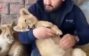 Lion Cubs Are Nothing But Oversized Kittens - Animals - VIDEOTIME.COM