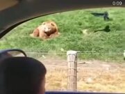 Bear Grabs Flying Toast Like A Boss