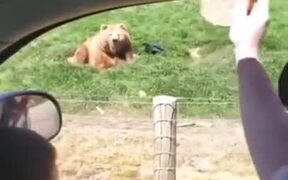 Bear Grabs Flying Toast Like A Boss - Animals - VIDEOTIME.COM