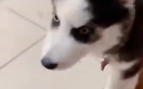 Husky Puppy Is One Stubborn Little Pupper - Animals - VIDEOTIME.COM