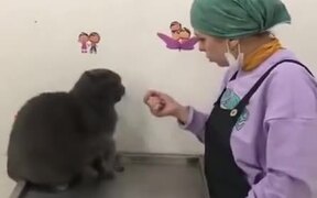 Cat Does Fast Set Of Melee Attacks - Animals - VIDEOTIME.COM