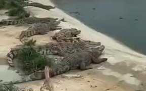Duck Literally Walks Over Crocodiles - Animals - VIDEOTIME.COM