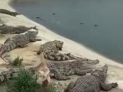 Duck Literally Walks Over Crocodiles