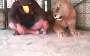 Man Sits With Angry Lion - Animals - VIDEOTIME.COM