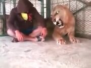 Man Sits With Angry Lion