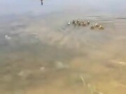 Rescued Ducklings Immediately Get New Foster Mom
