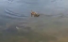 Rescued Ducklings Immediately Get New Foster Mom - Animals - VIDEOTIME.COM