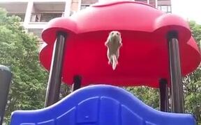 Cute Sugar Glider - Animals - VIDEOTIME.COM