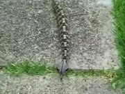 Snake That Moves Just Like A Caterpillar