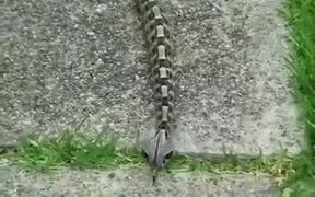 Snake That Moves Just Like A Caterpillar - Animals - VIDEOTIME.COM