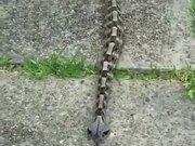 Snake That Moves Just Like A Caterpillar