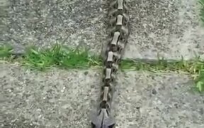 Snake That Moves Just Like A Caterpillar - Animals - VIDEOTIME.COM