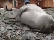 Beautiful Friendship Between Baby Seal And Dog