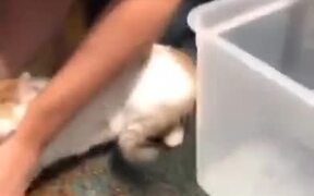 Cat Flips Container Of Cat Food - Animals - VIDEOTIME.COM