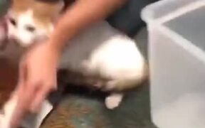 Cat Flips Container Of Cat Food - Animals - VIDEOTIME.COM