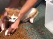 Cat Flips Container Of Cat Food