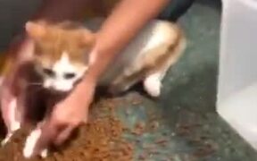 Cat Flips Container Of Cat Food
