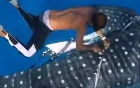 Man Cuts Off Plastic Stuck To A Whale Shark - Animals - VIDEOTIME.COM