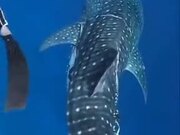 Man Cuts Off Plastic Stuck To A Whale Shark