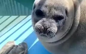 Seal's Sassy Face - Animals - VIDEOTIME.COM