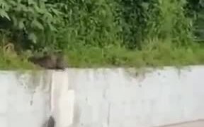 Otters Know How To Look Out For One Another - Animals - VIDEOTIME.COM