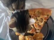 Cat Strongly Disapproves Of Pizza