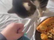 Cat Strongly Disapproves Of Pizza
