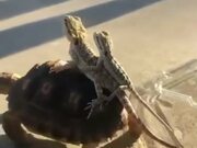 Lizards Hitch A Ride On A Tortoise