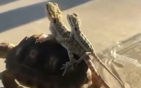 Lizards Hitch A Ride On A Tortoise - Animals - VIDEOTIME.COM