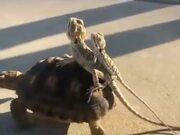 Lizards Hitch A Ride On A Tortoise
