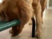 Doggo Tries To Take The Toy, Fails Badly