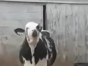 Cow Tries To Catch Falling Snowflakes