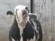 Cow Tries To Catch Falling Snowflakes