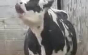 Cow Tries To Catch Falling Snowflakes - Animals - VIDEOTIME.COM
