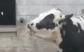 Cow Tries To Catch Falling Snowflakes - Animals - VIDEOTIME.COM