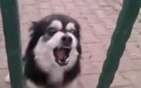 Tiny Pooch Gets Scared To Heck, Still Acts Tough - Animals - VIDEOTIME.COM