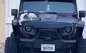 Cat Keeps Triggering Car Alarm - Animals - VIDEOTIME.COM