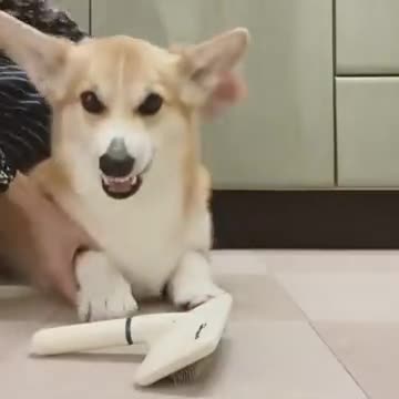 Angry Corgi Instantly Calms Down After Brushing