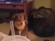 Doggo Stares At The Holy Cup