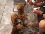 Wholesome Doggos Get Fed Ice-Cream By This Man